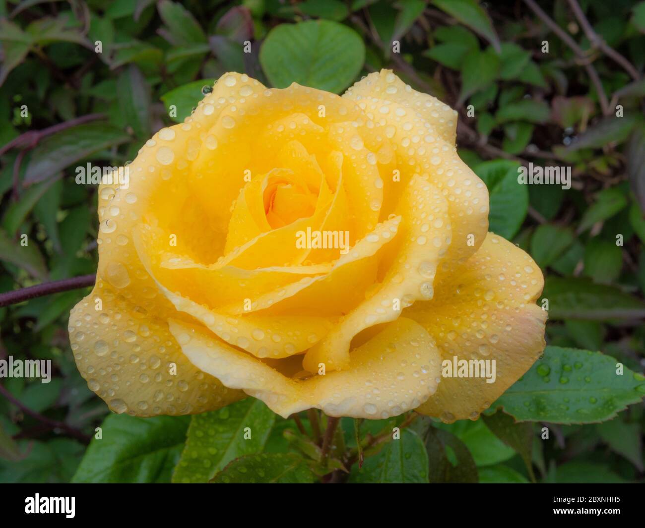 Pale Yellow Rose High Resolution Stock Photography and Images - Alamy