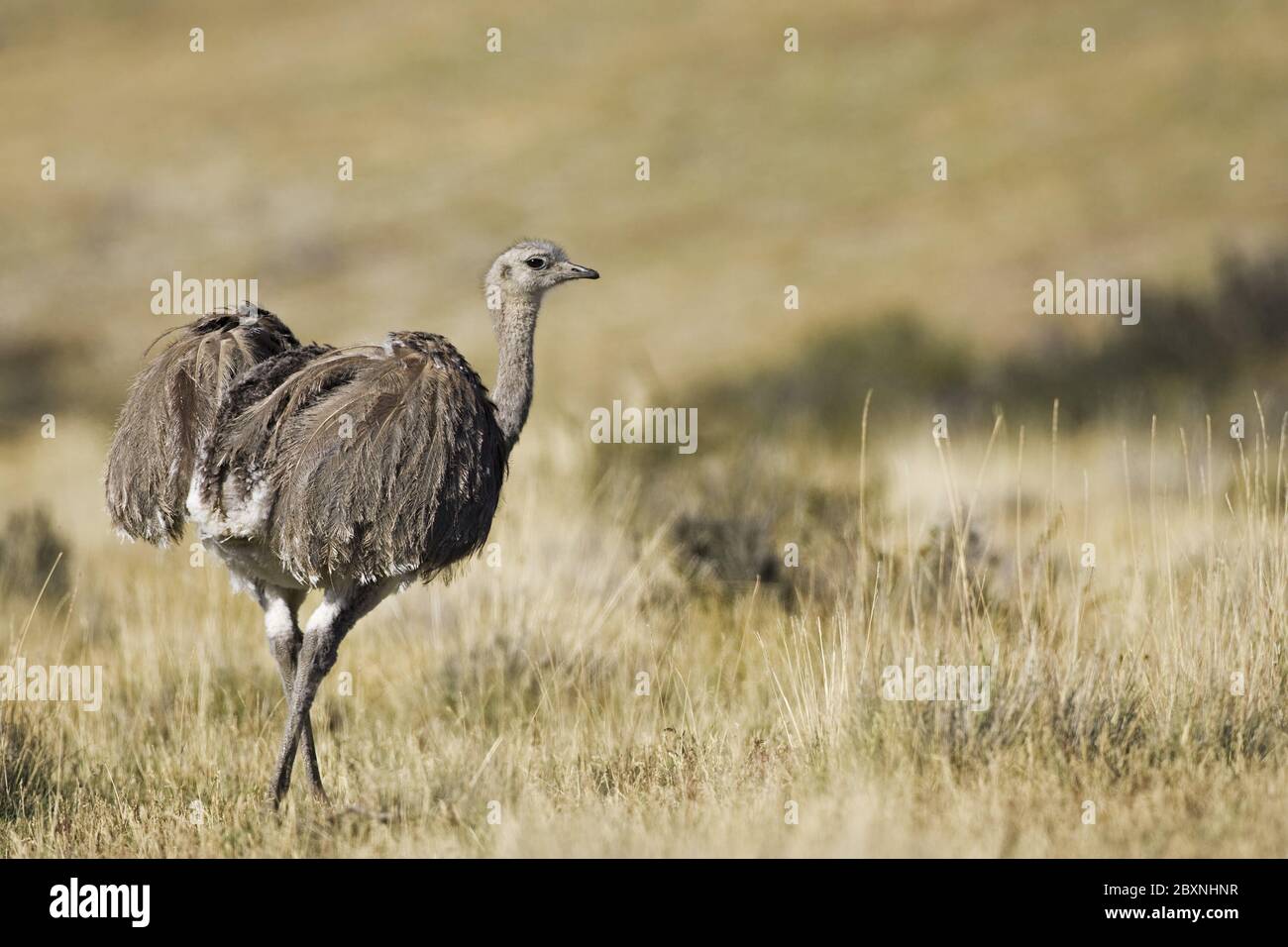 American Rhea in the np Torres del Paine, Patagonien, Chile Stock Photo