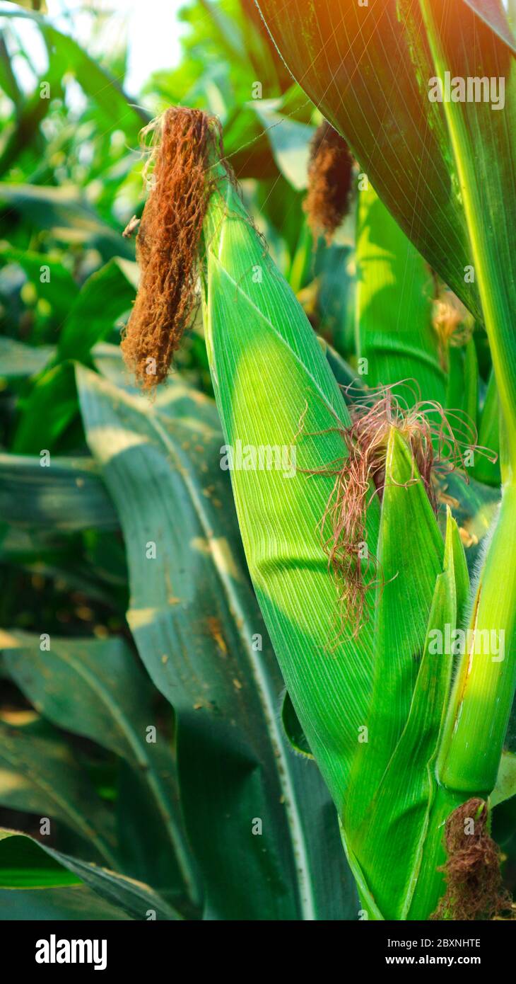 Green cornfield developing in hi-res stock photography and images - Alamy