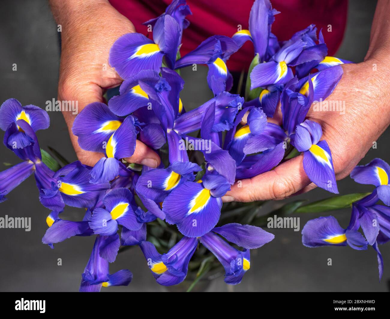 A man’s hands arranging a bunch of beautiful, vibrant, Blue Pearl, Dutch irises in a vase. Stock Photo