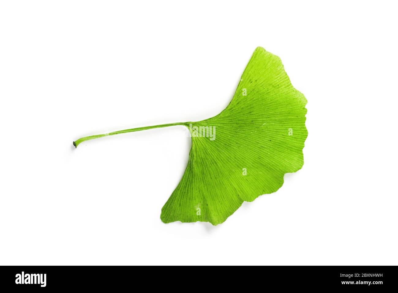 Green Ginkgo Biloba Isolated On White Background Stock Photo