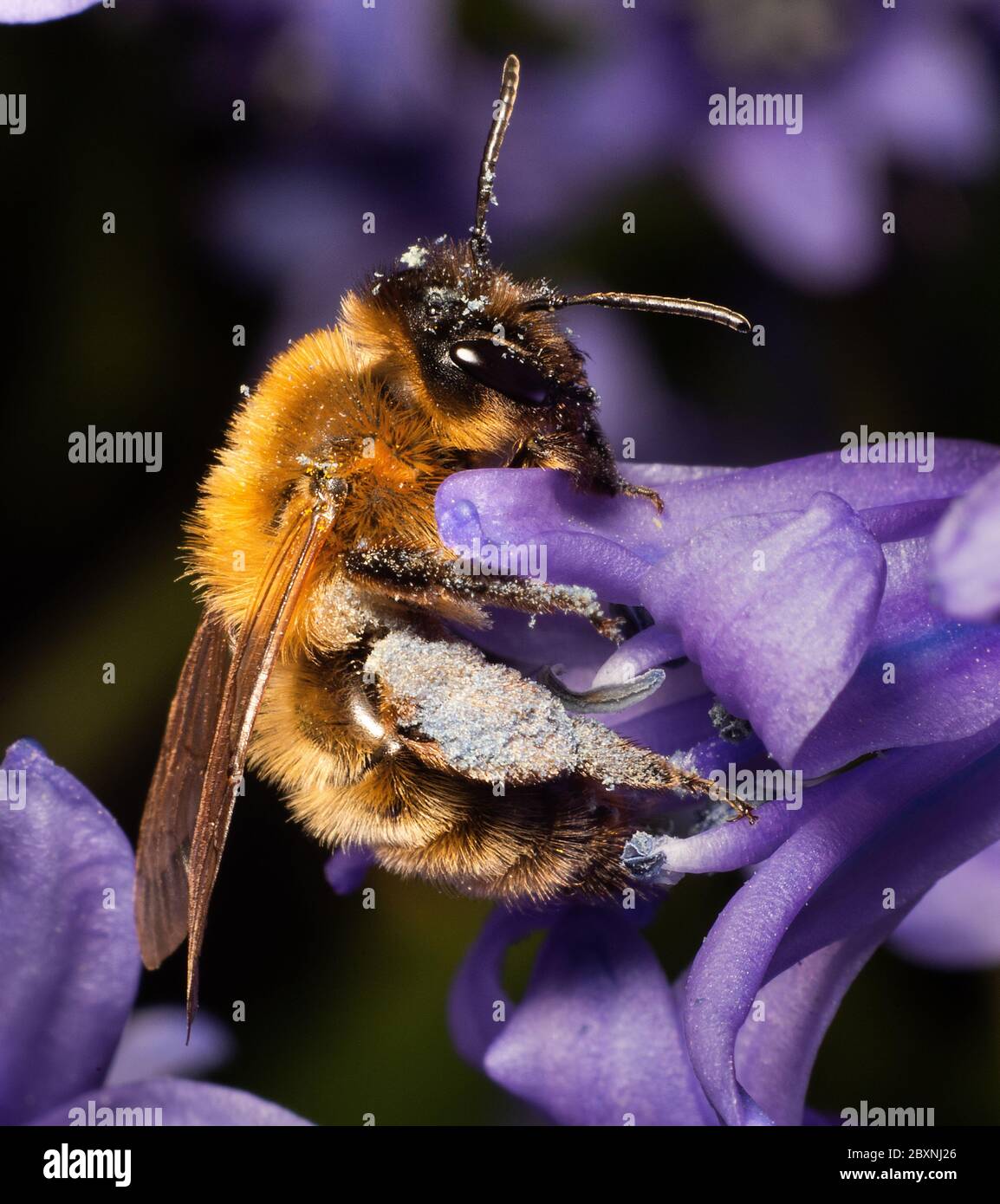 Bust bee pollinating flower in Cheshire, England, UK Stock Photo