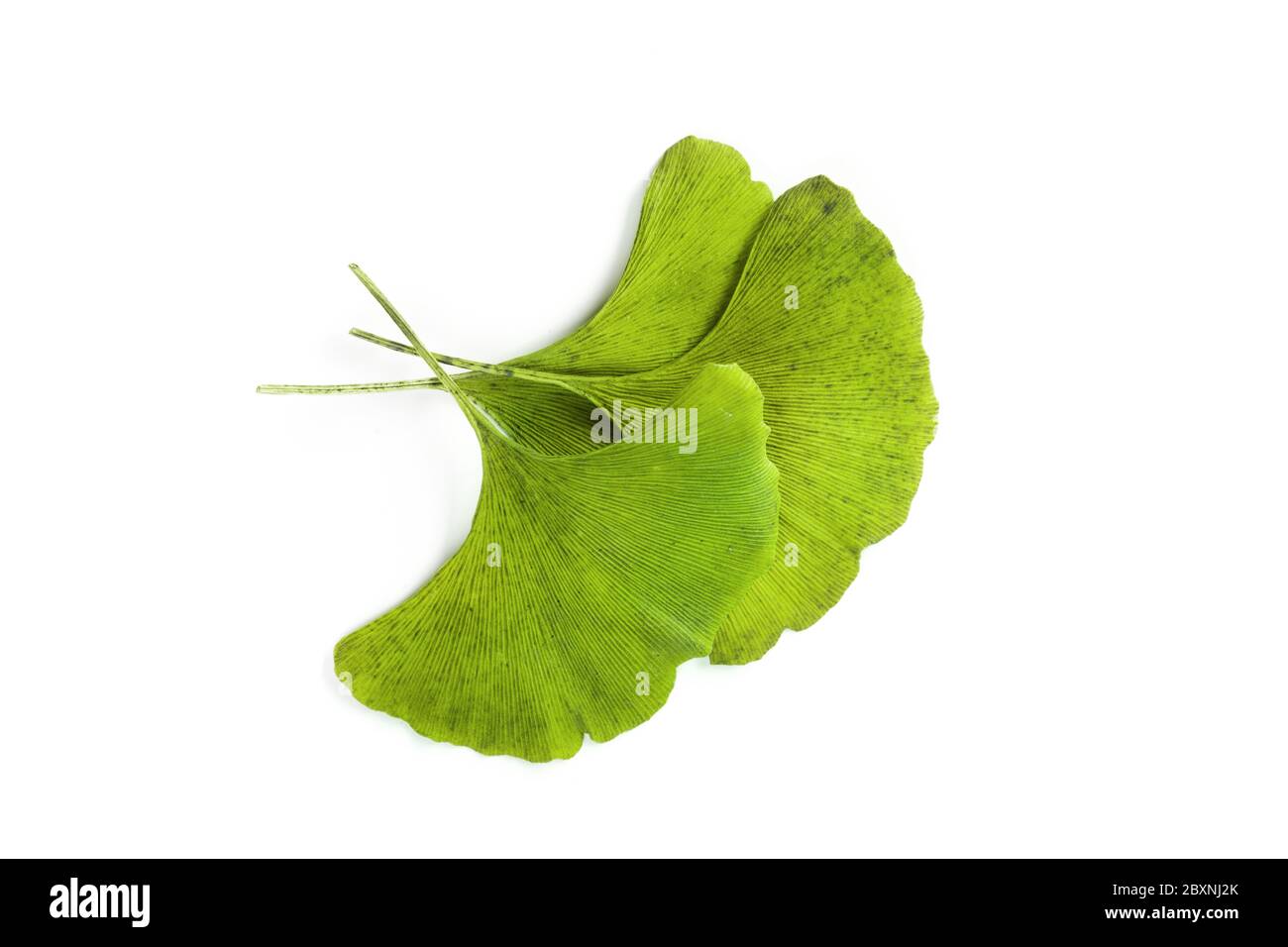 Green Ginkgo Biloba Isolated On White Background Stock Photo