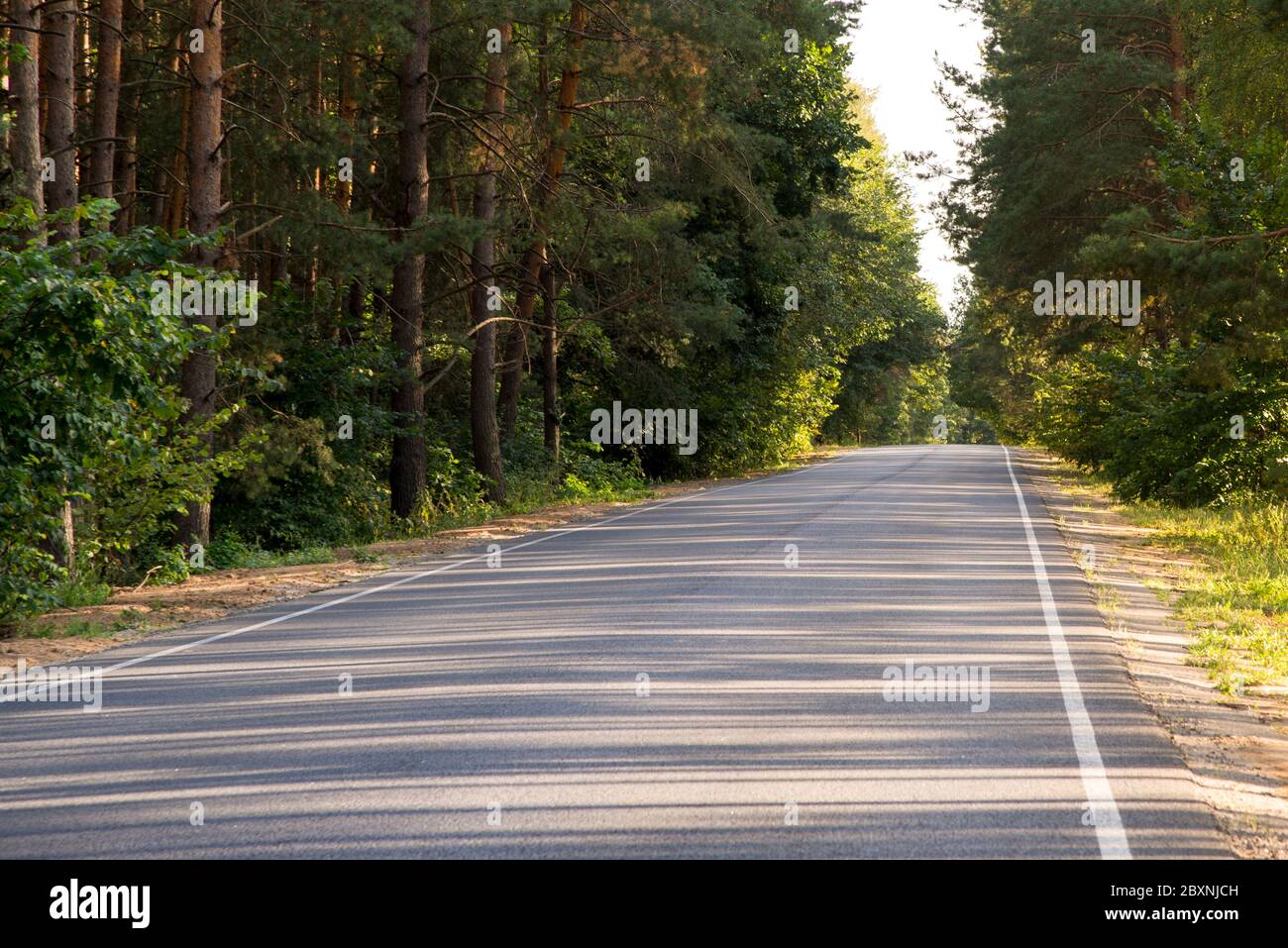 Asphalt road in a pine forest on a clear summer day Stock Photo - Alamy
