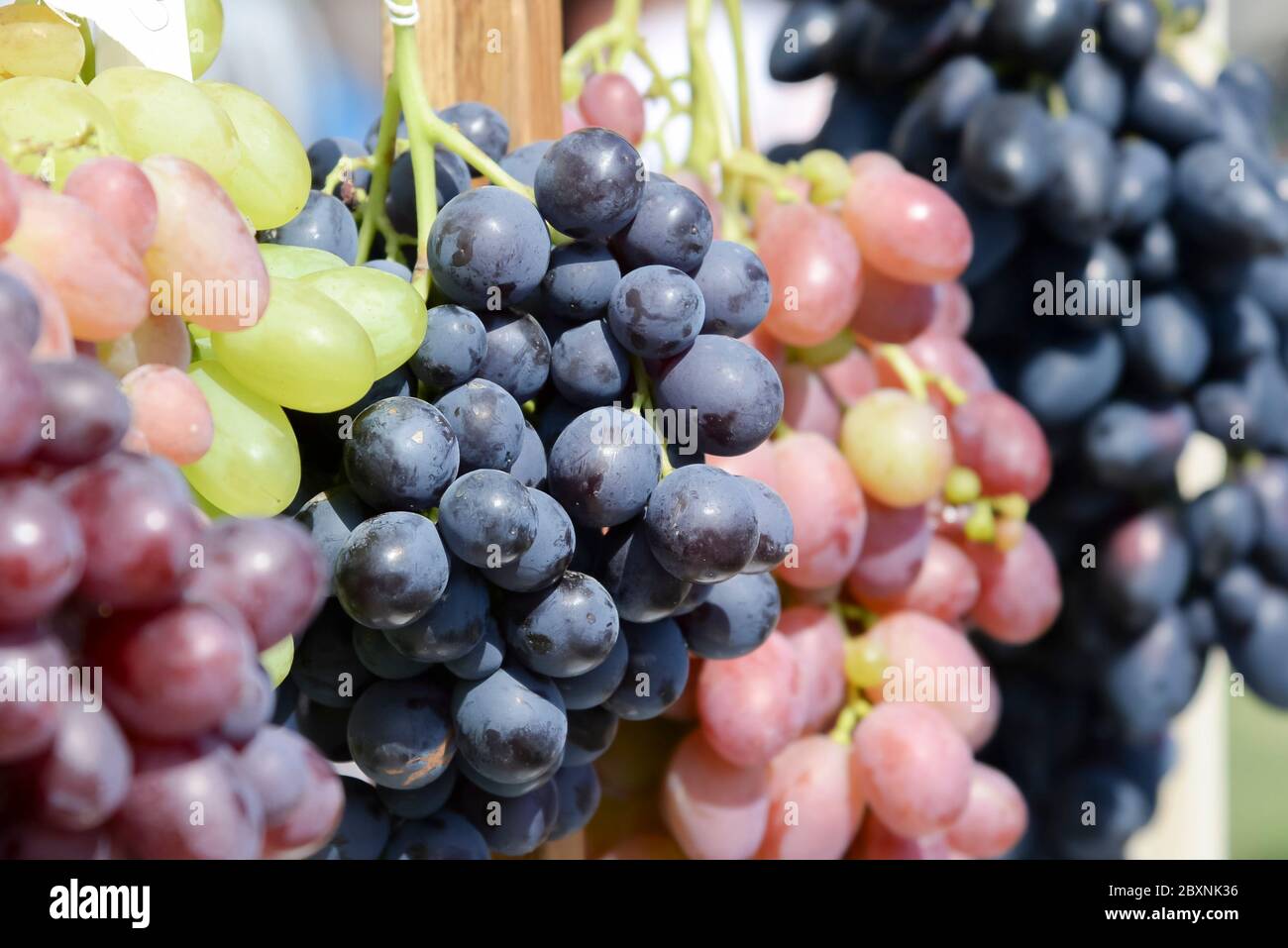 Vineyard large bunches ripe hi res stock photography and images Alamy