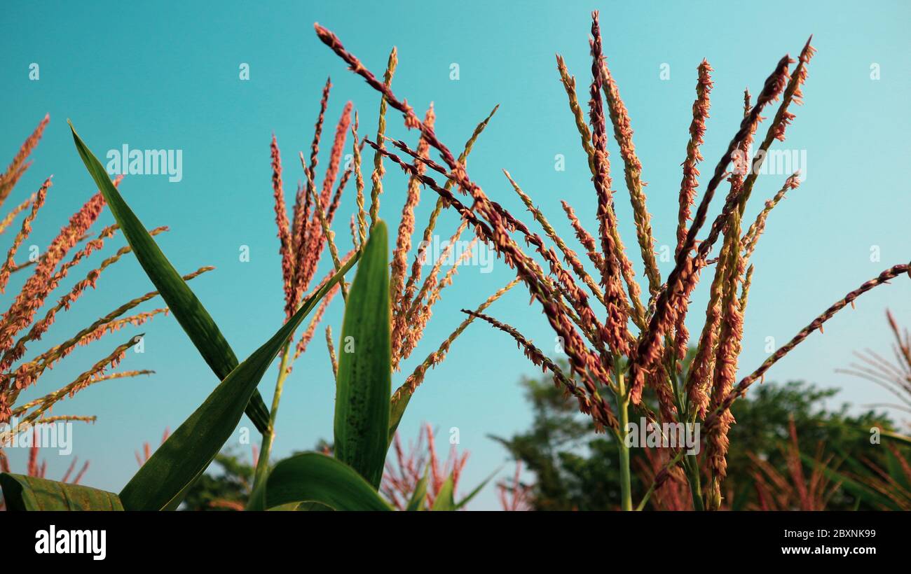 Sweet corn seedlings hi-res stock photography and images - Alamy