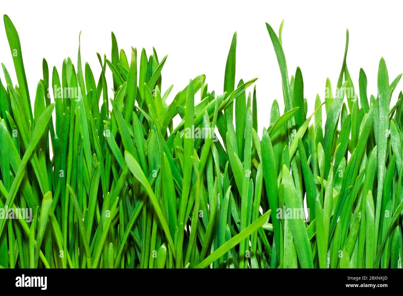 Fresh green grass on white background Stock Photo - Alamy