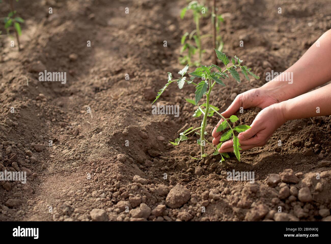 Female hands seeding new tomato plant in a vegetable garden holding ...