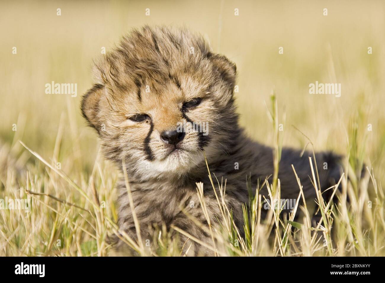 young Cheetah Kitten, Namibia, Africa Stock Photo - Alamy