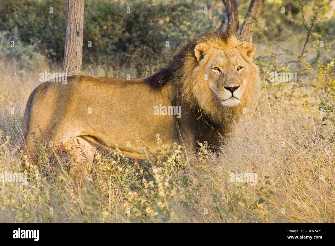 FACTS ABOUT MALE LIONS visual data 5