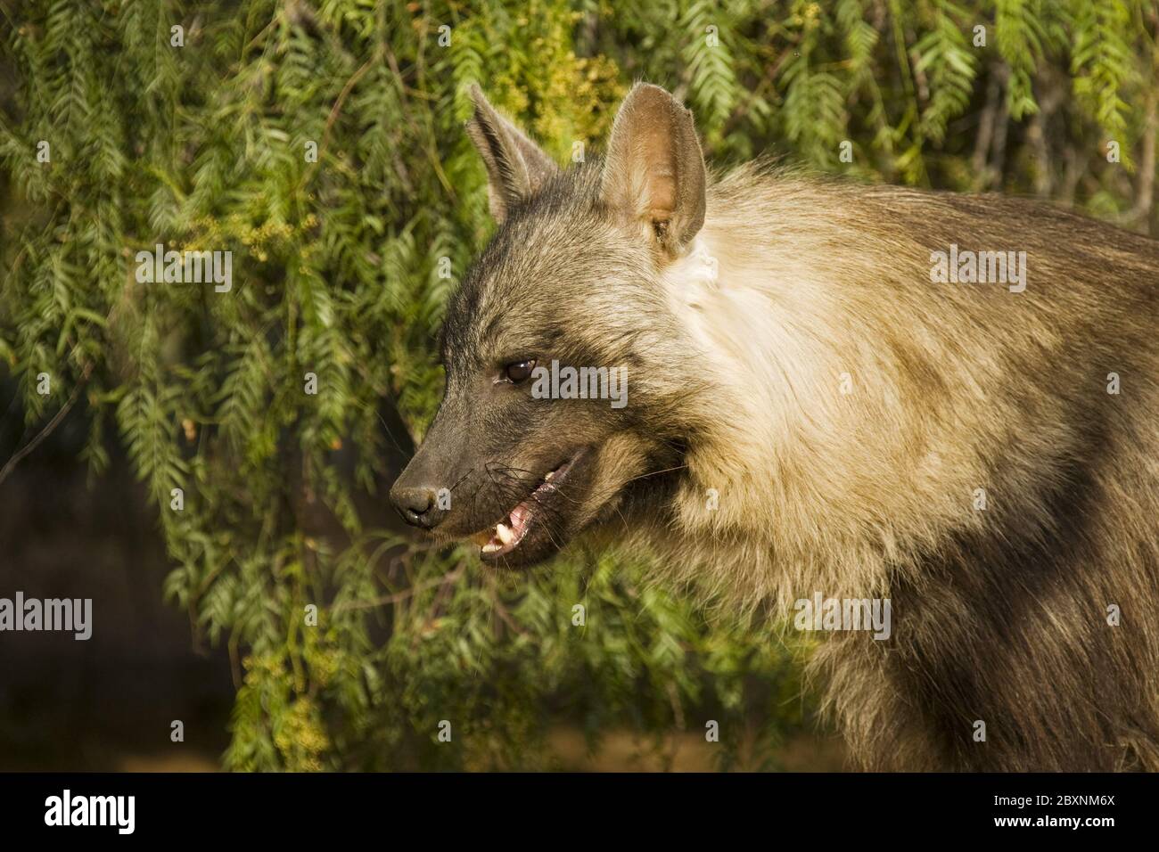 Brown Hyena, Etosha NP, Namibia, Africa Stock Photo - Alamy