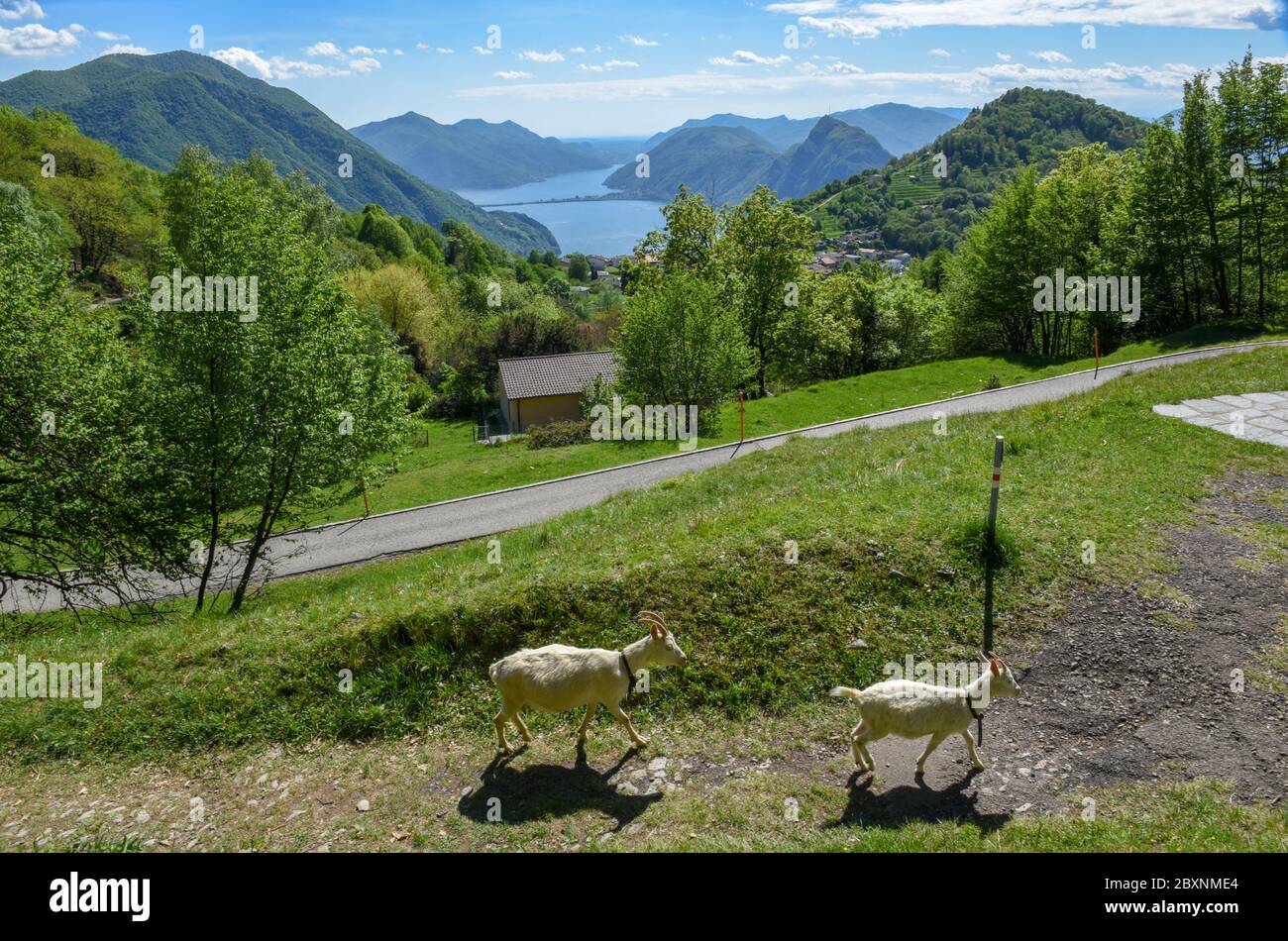 View at Lugano from mount Bre on Switzerland Stock Photo - Alamy