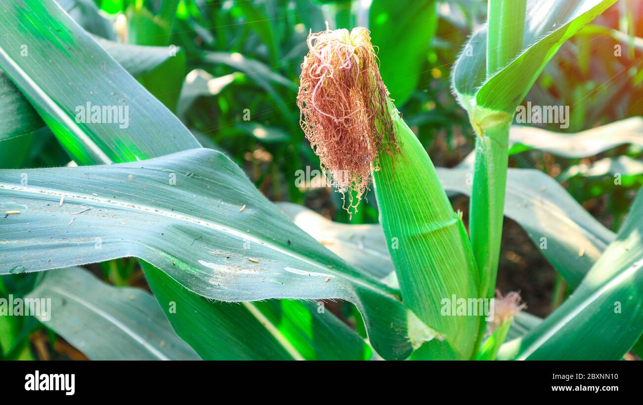 Cornfield with seedlings hi-res stock photography and images - Alamy