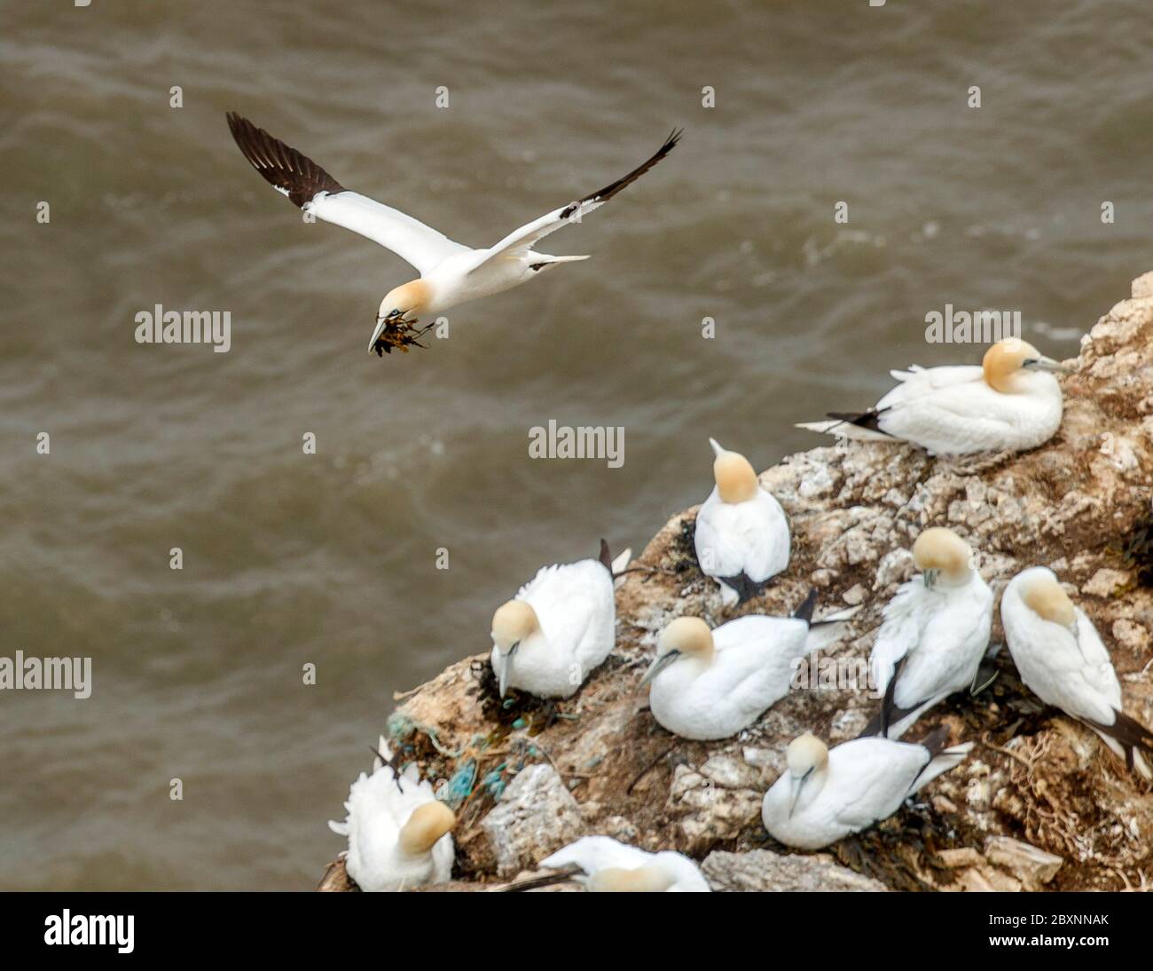 Gannets nest at Bempton Cliffs in Yorkshire, as over 250,000 seabirds flock to the chalk cliffs to find a mate and raise their young. From April to August the cliffs come alive with nest-building adults and young chicks. Stock Photo