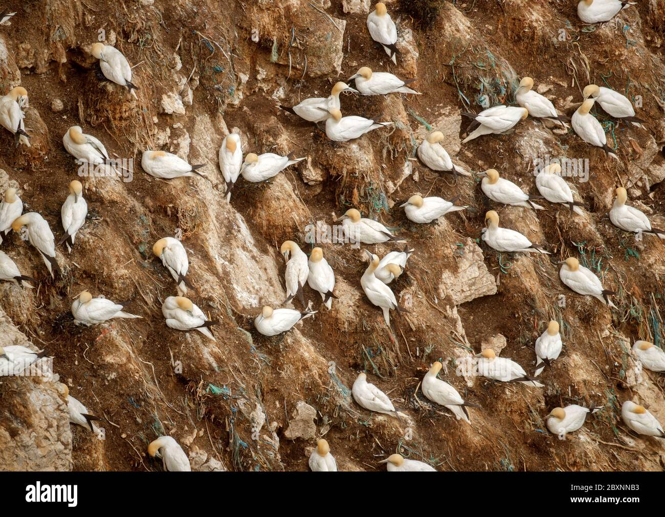 Gannets nest at Bempton Cliffs in Yorkshire, as over 250,000 seabirds flock to the chalk cliffs to find a mate and raise their young. From April to August the cliffs come alive with nest-building adults and young chicks. Stock Photo