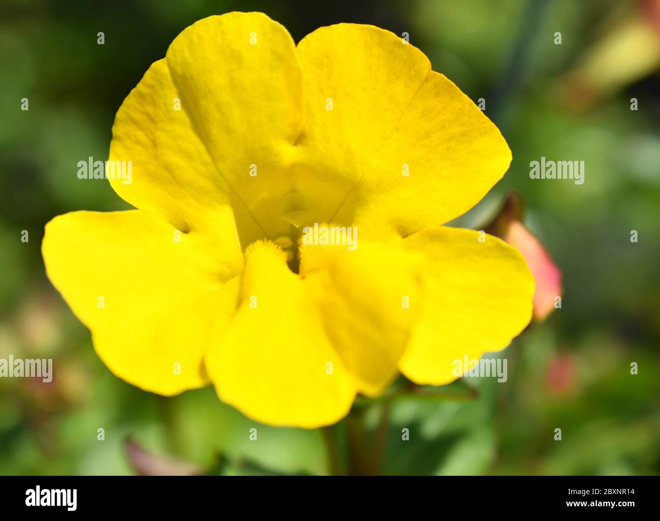 Bright sunshine yellow Mimulus (phrymaceae) with yellow centre and blurred background, no people Stock Photo