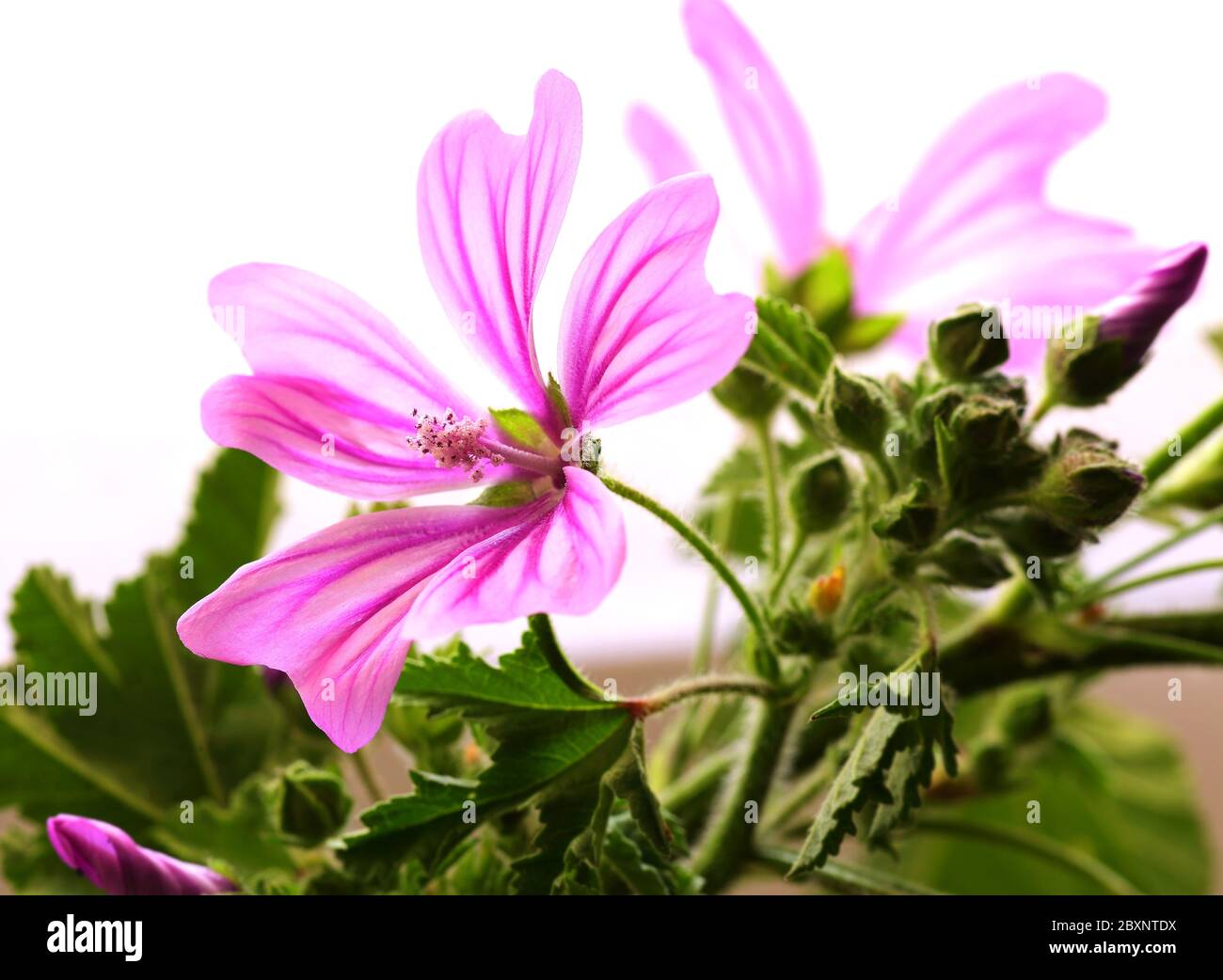 Common Mallow flower - malva sylvestris. Medicinal plant. Back lit, high key with selective shallow focus for artistic effect. Isolated on white. Stock Photo