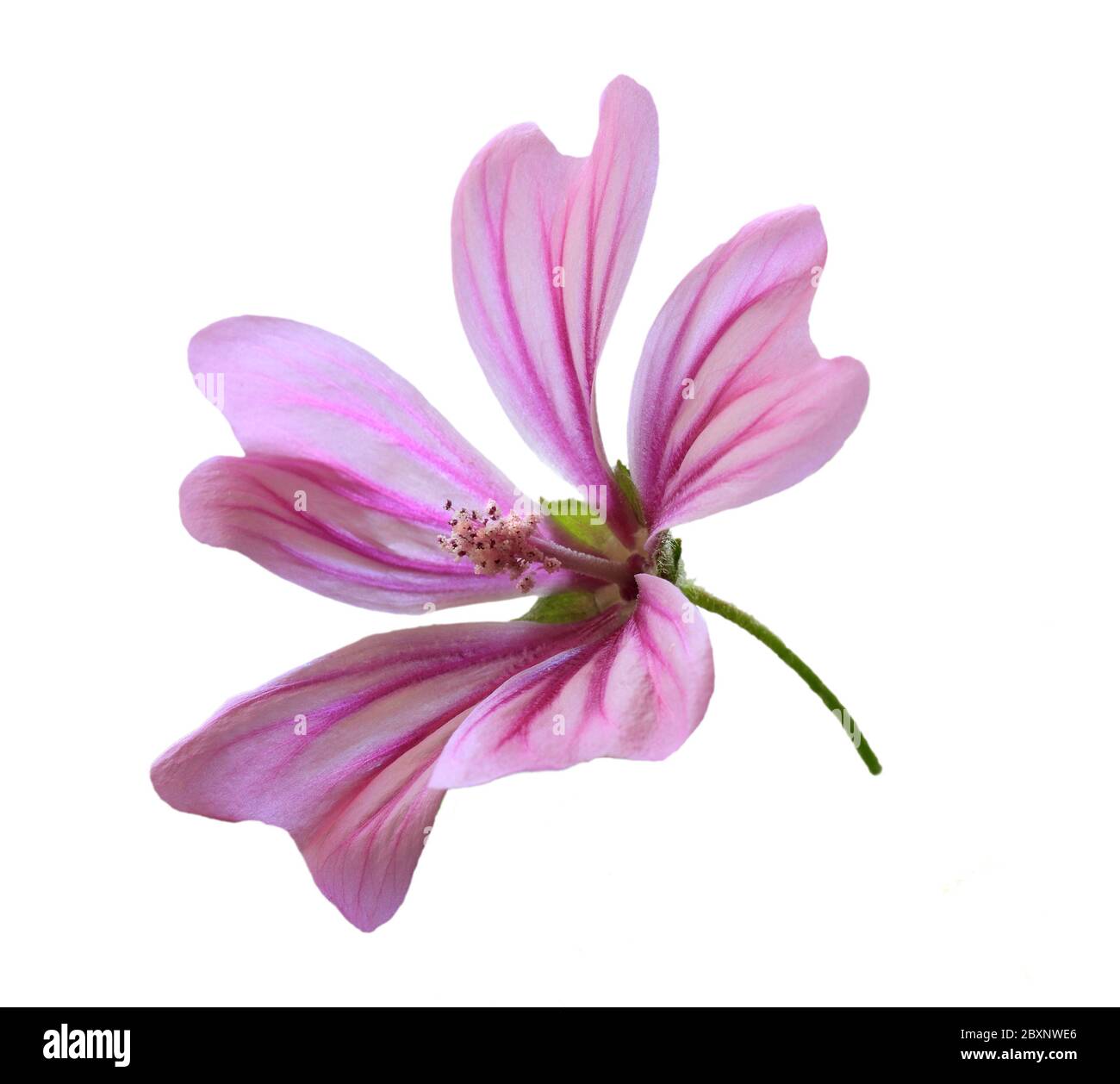 Common Mallow flower - malva sylvestris. Medicinal plant. Back lit, high key with selective shallow focus for artistic effect. Isolated on white. Stock Photo