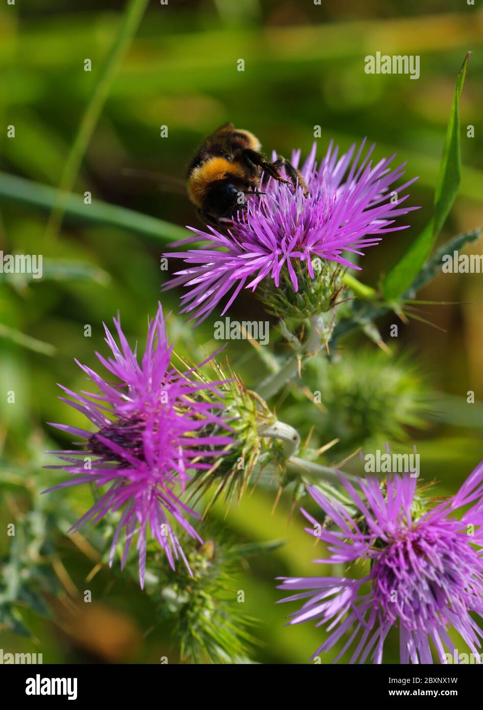 Close-up of a Bumble bee, bombus terrestris lusitanicus on a Fewleaf thistle (Cirsium remotifoilum). Portugal. selective shallow focus. Stock Photo
