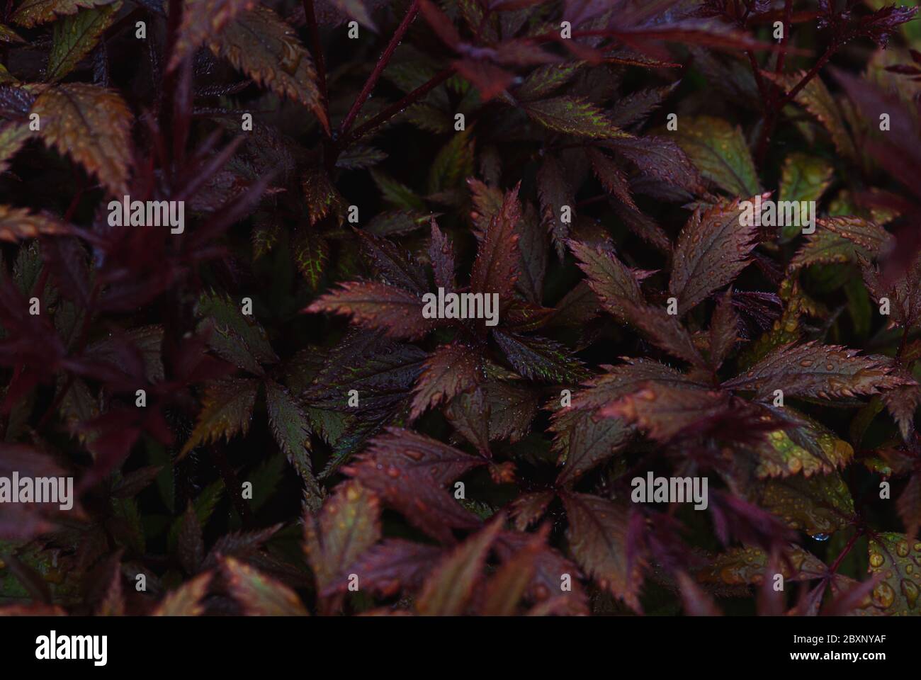 Astilbe japonica leaves dark burgundy red texture Stock Photo