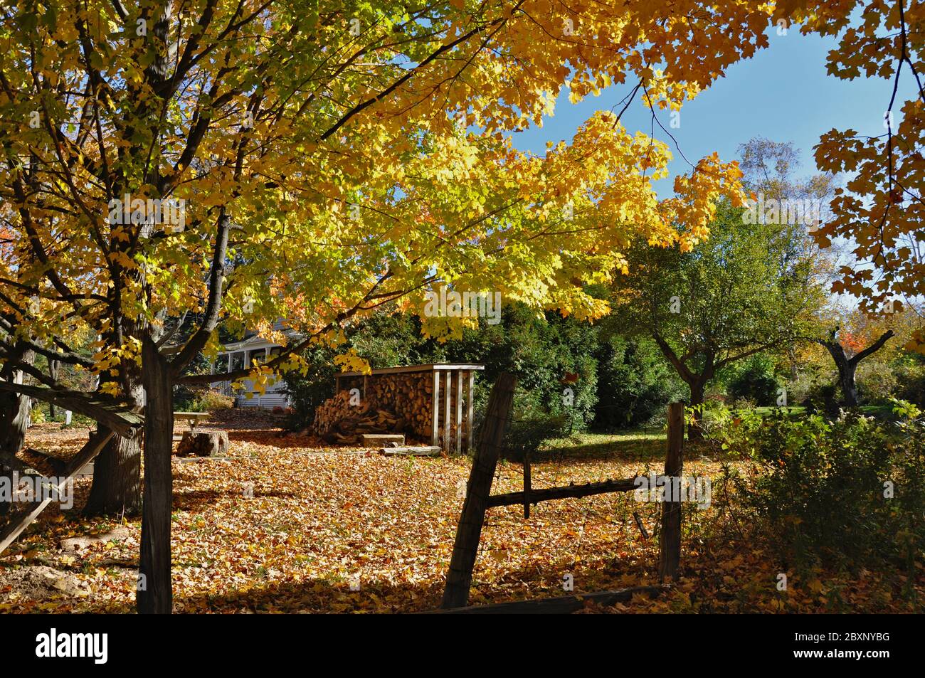 Autumn leaf color on the roadside, Milton, Ontario, Canada Stock Photo ...