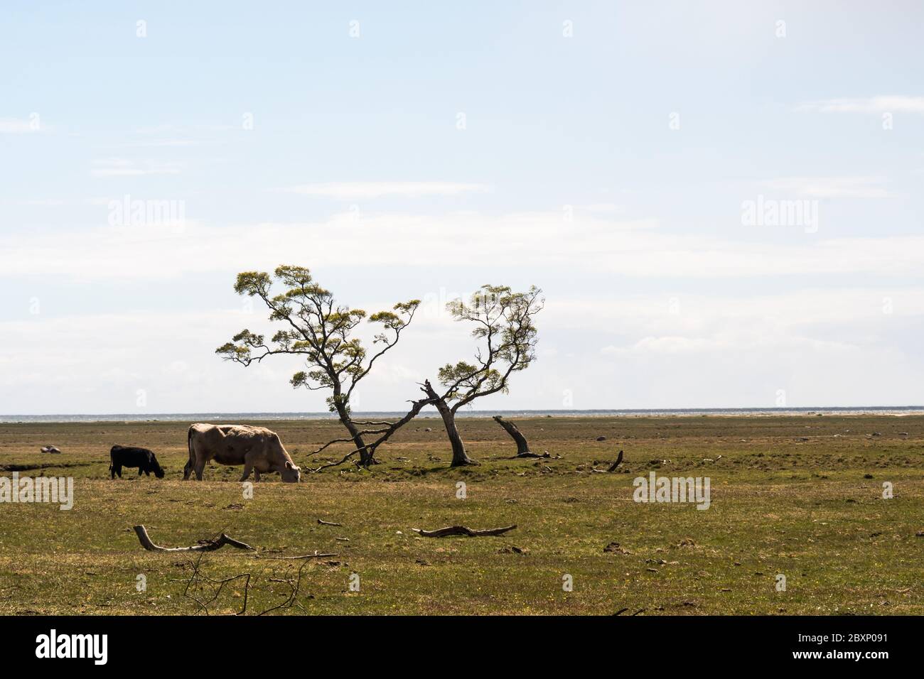 Grazing cattle in a great grassland in the nature reserve by Ottenby on the island Oland in Sweden Stock Photo
