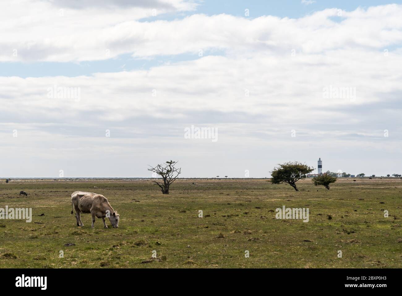 Grazing cow in a great grassland by Ottenby on the island Oland in Sweden Stock Photo