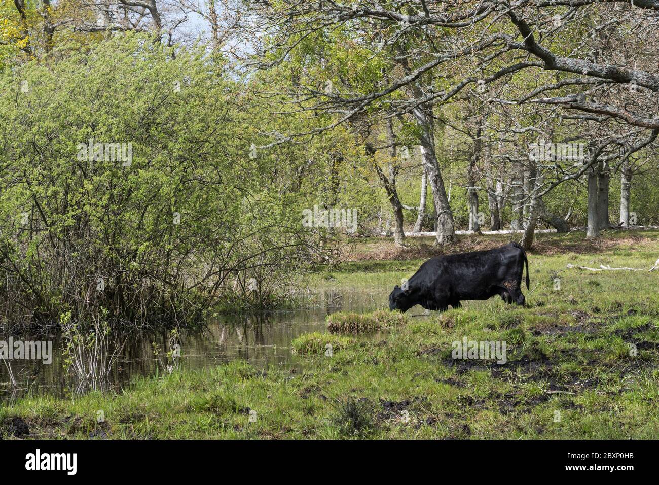 Cow drinking water in a small pond in the nature reserve Ottenby on the island Oland in Sweden Stock Photo