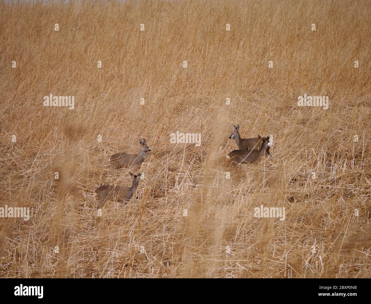 European roe deer in a field Stock Photo