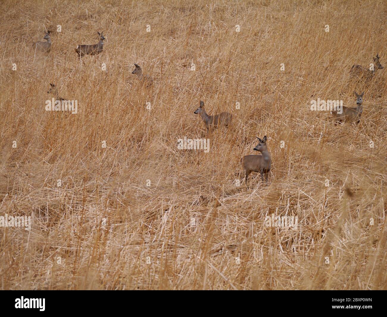 European roe deer in a field Stock Photo