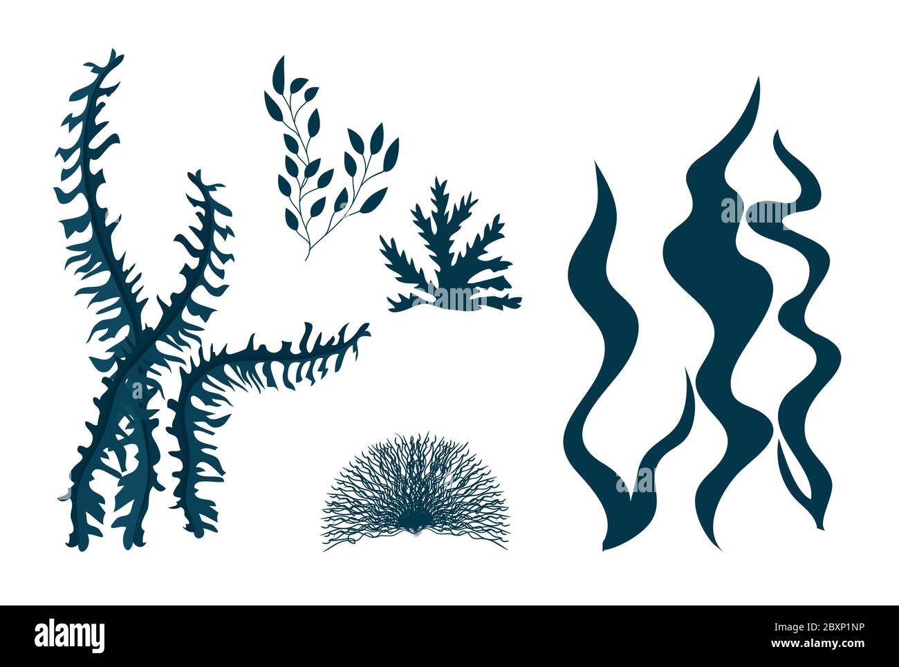seaweeds, ocean plants, underwater planting, aquatic plants, nature