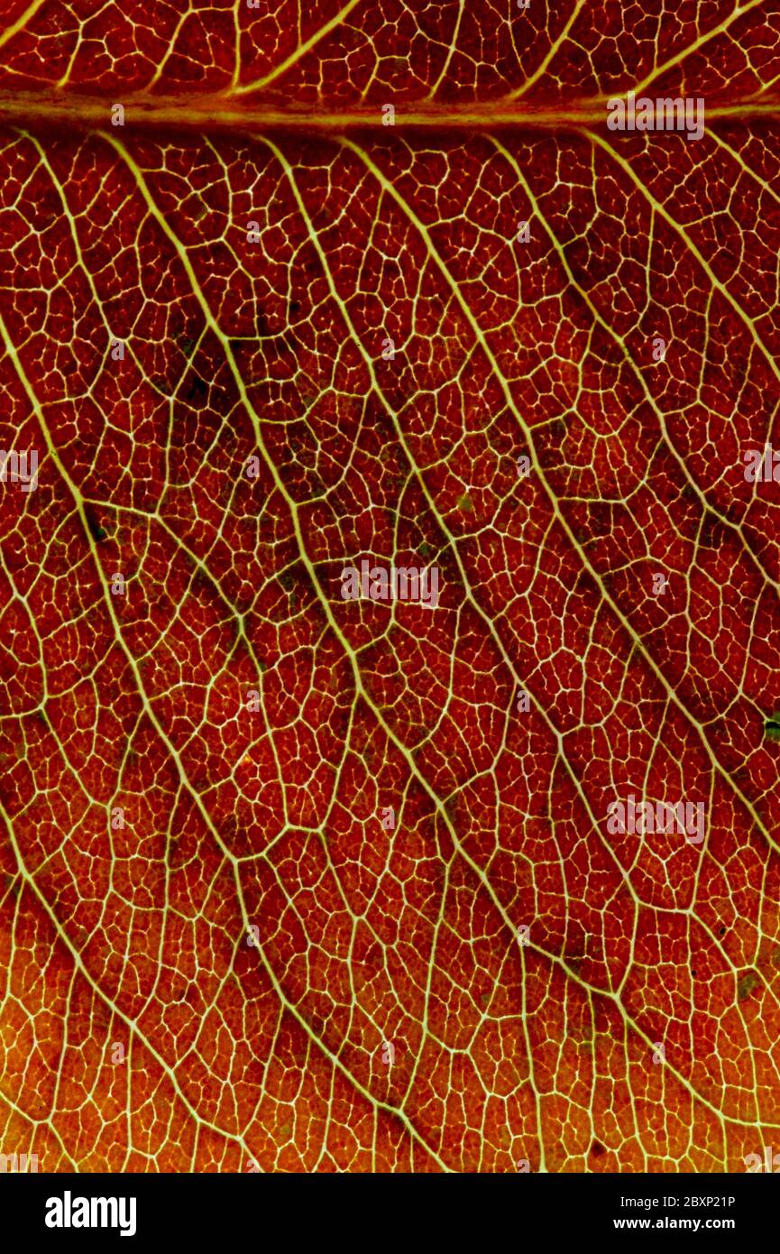 A close up shot of an autumn leaf Stock Photo