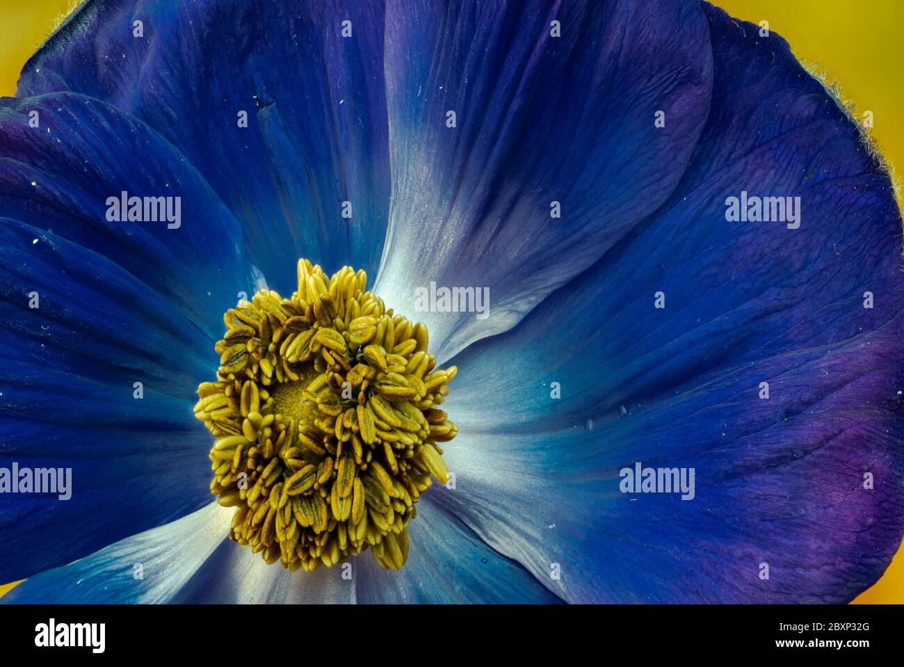 Isolated single deep blue anemone blossom heart macro on blurred natural background Stock Photo