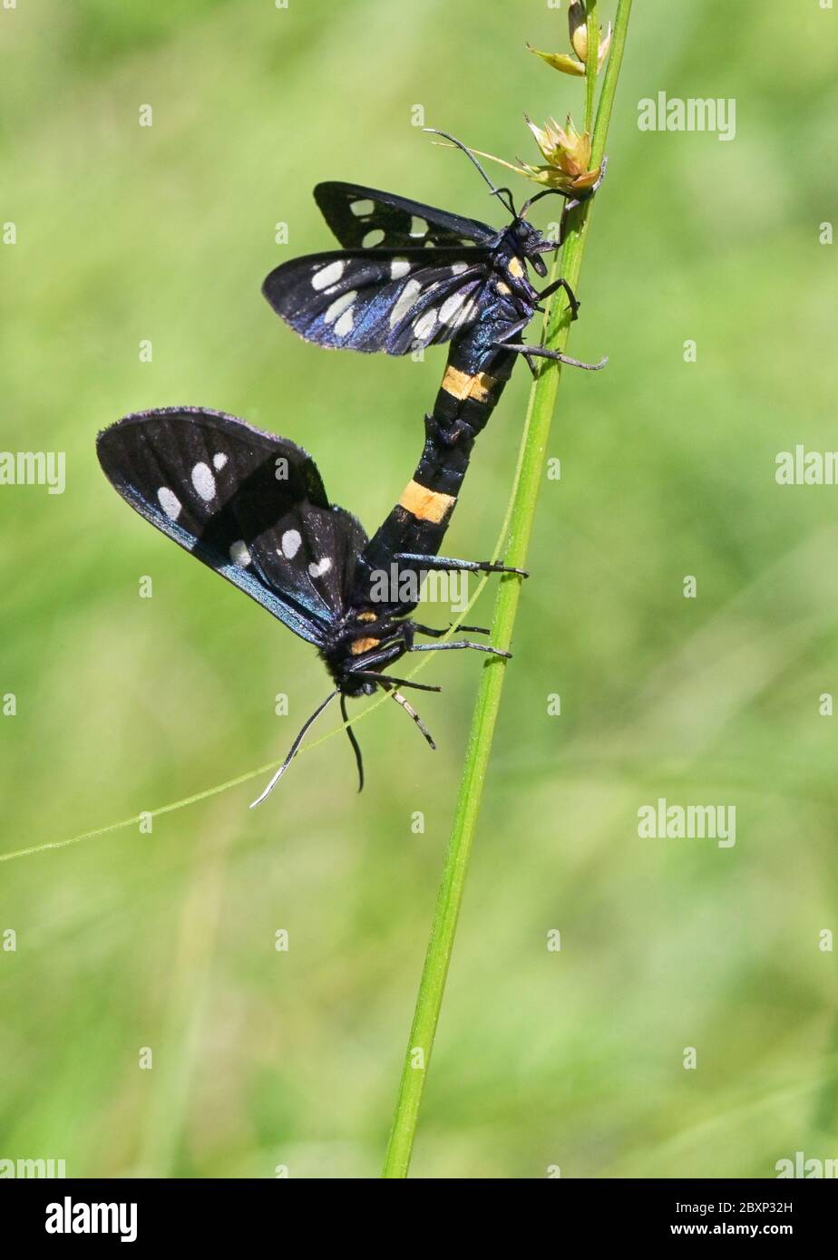 Closeup Mating pair Nine-Spotted Moth (Amata Phegea) Stock Photo