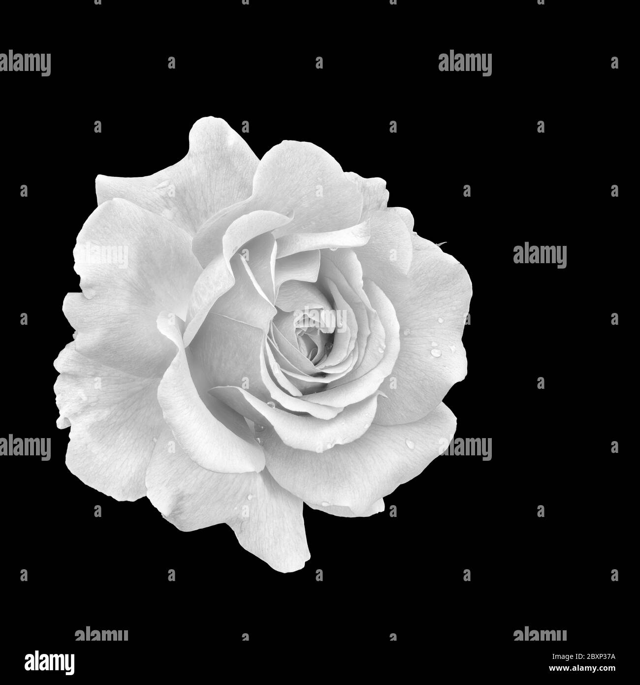 monochrome macro of a white rose blossom with rain drops on black background Stock Photo