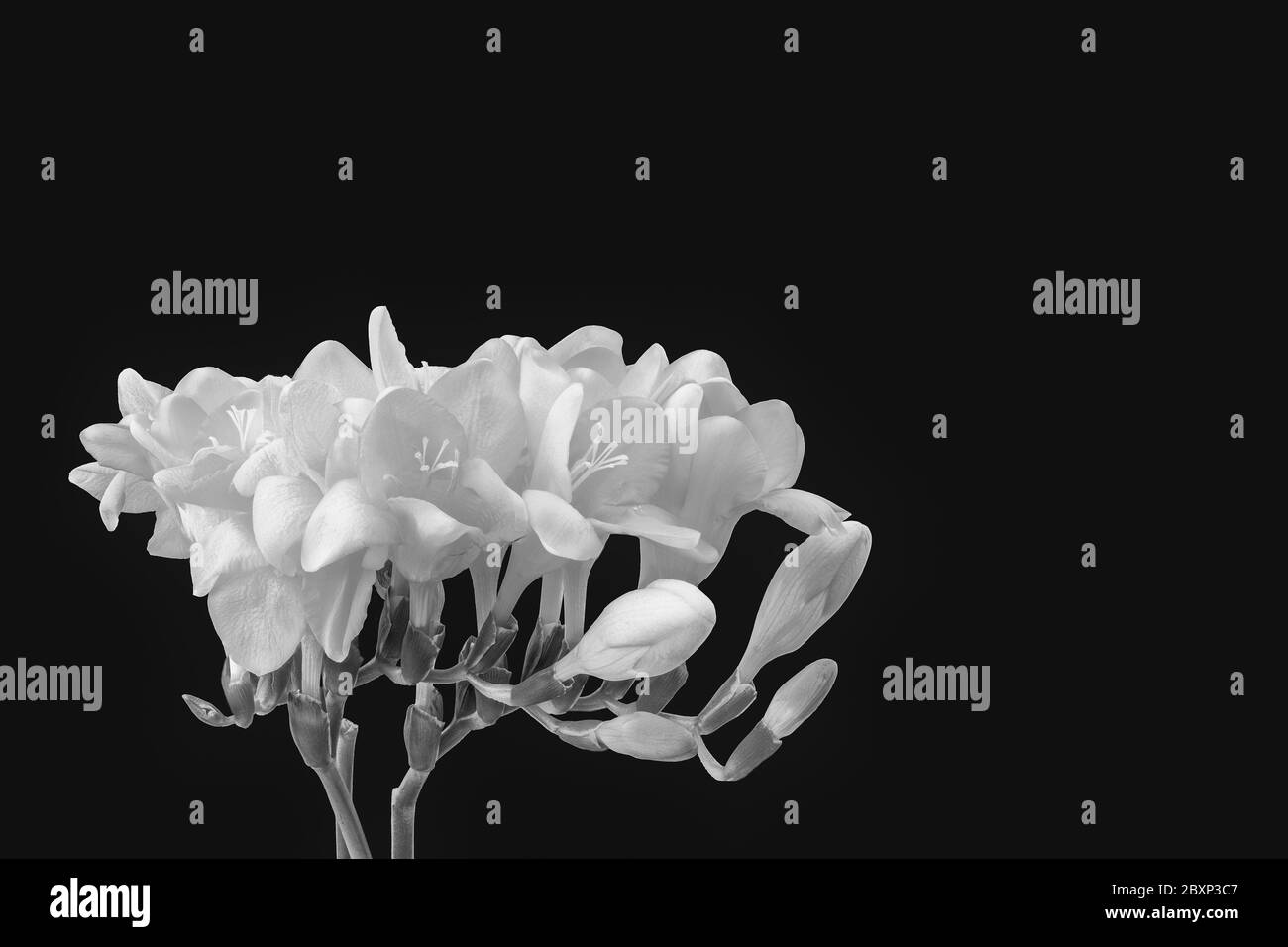 Isolated freesias monochrome macro with buds on black background Stock Photo