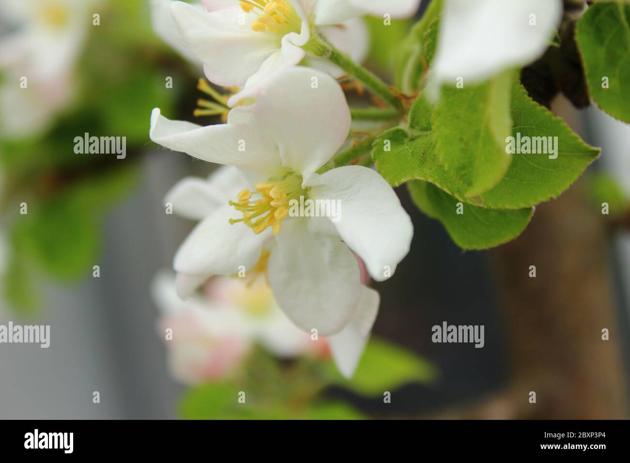 Apple blossoms, shot in close up, blooming Stock Photo