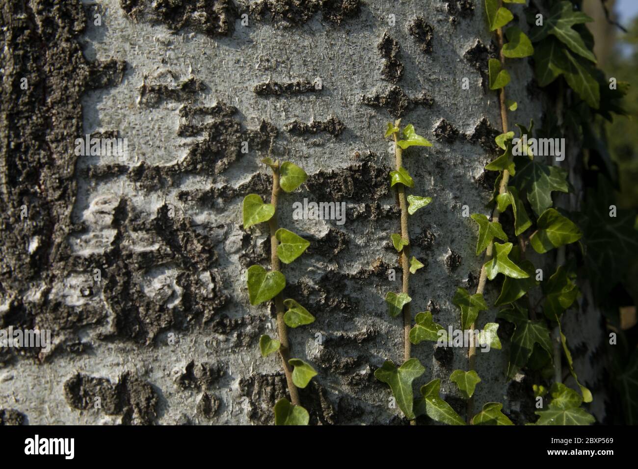 Ivy in leaves - Climbing plant on a tree trunk with low light at sunset Stock Photo