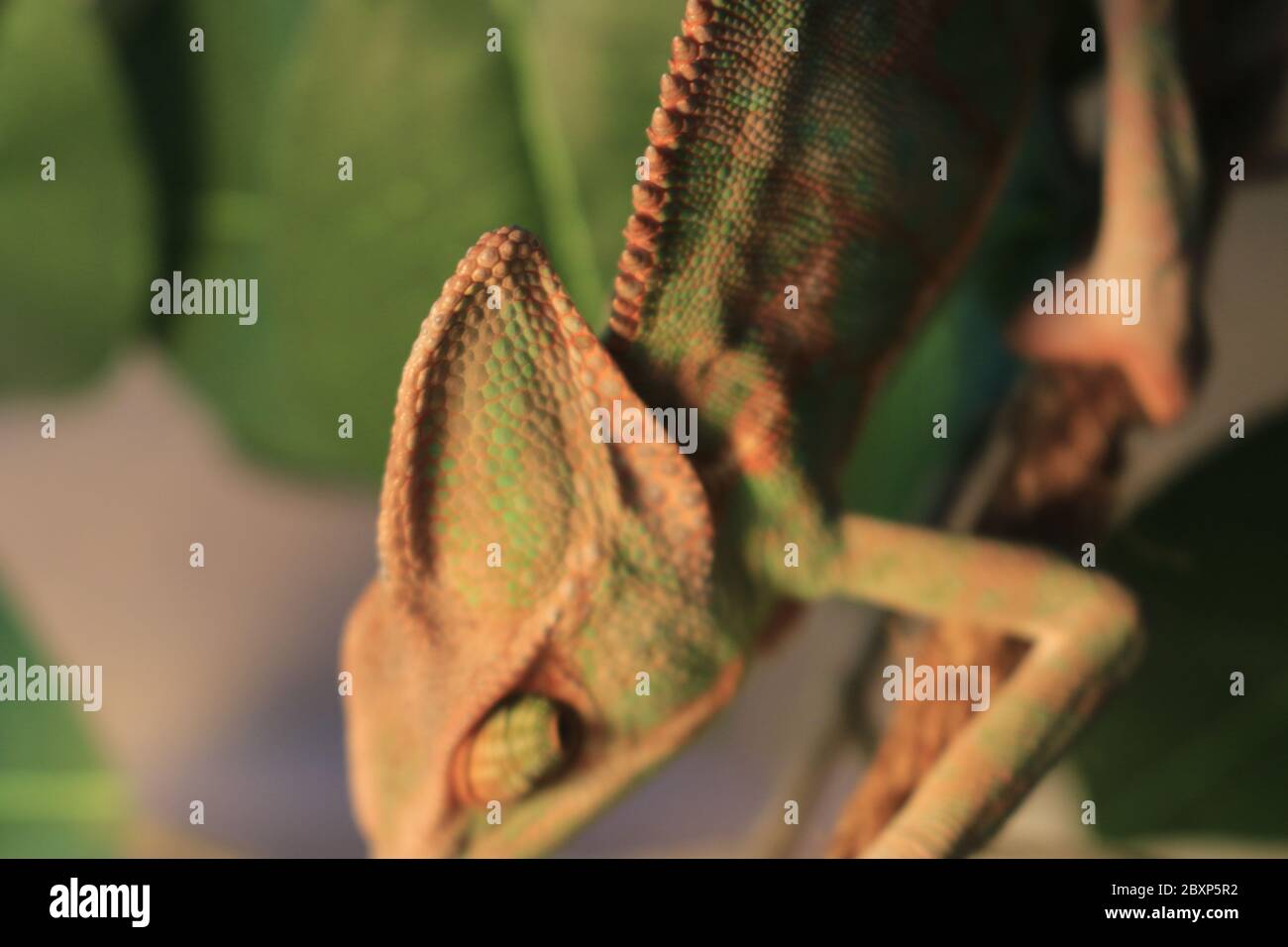 Veiled Chameleon on plant against green background/Yemen Chameleon/Veiled Chameleon (Chamaeleo Calyptratus) Stock Photo