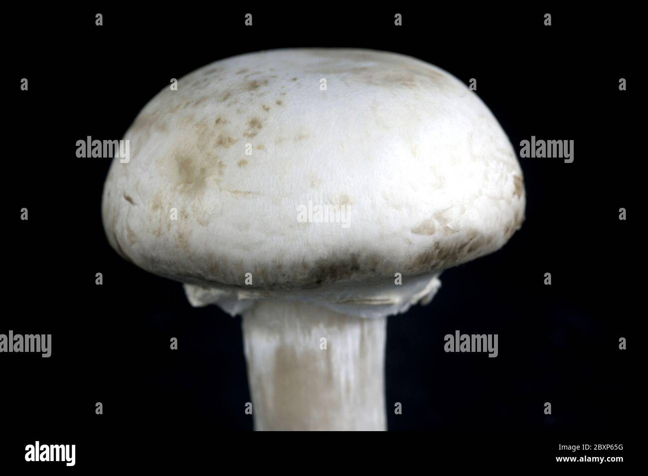 Button Mushrooms Stock Photo