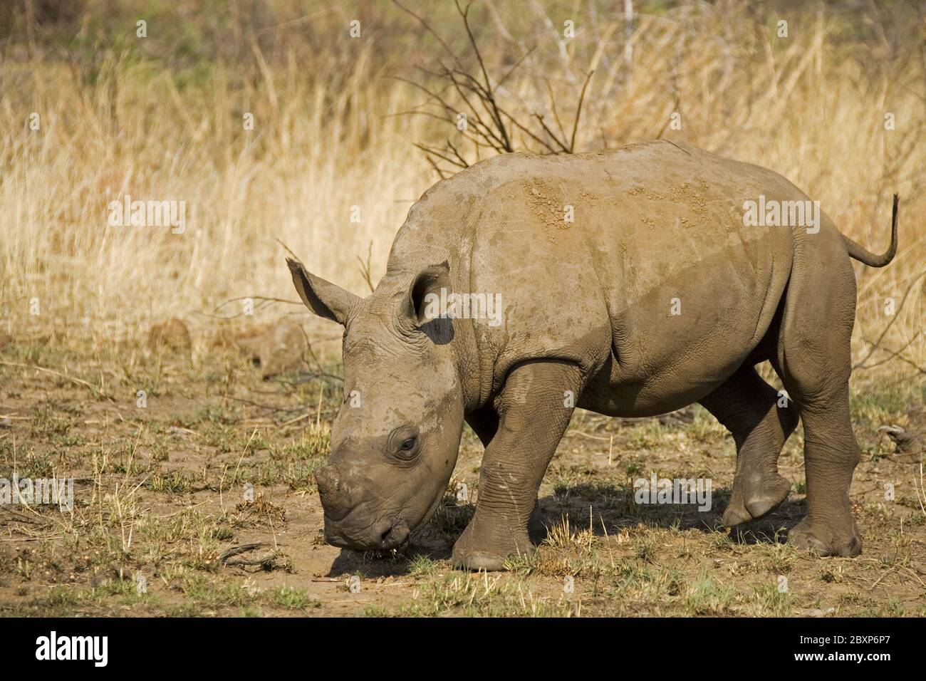 White Rhinoceros or Square-lipped rhinoceros, Krueger NAtional Park, South Africa Stock Photo