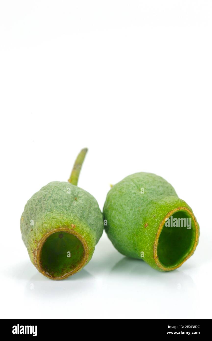 Gum Nut Flowers High Resolution Stock Photography and Images Alamy