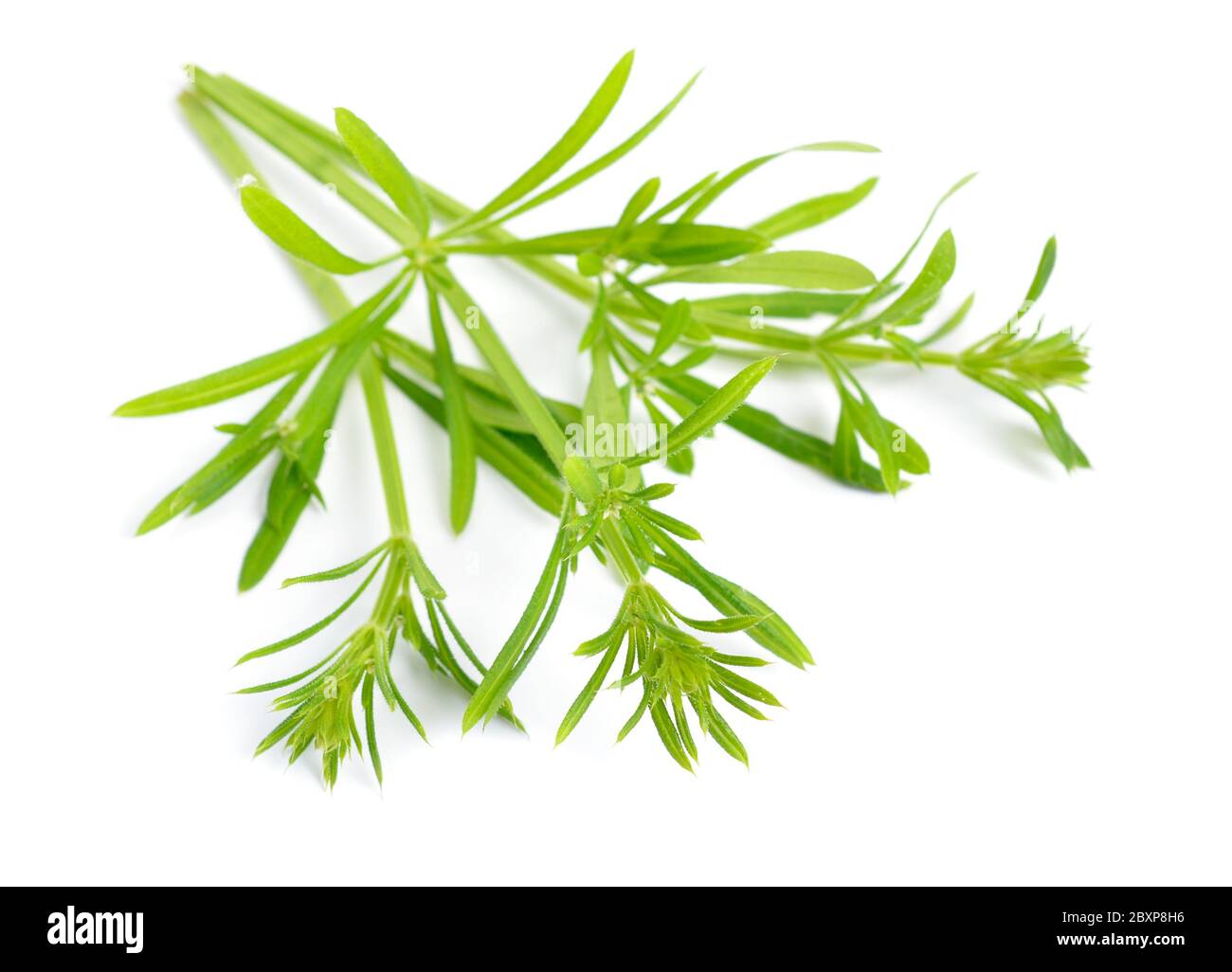 Galium aparine or clivers, bedstraw, goosegrass, catchweed, stickyweed, sticky bob, stickybud. Isolated Stock Photo