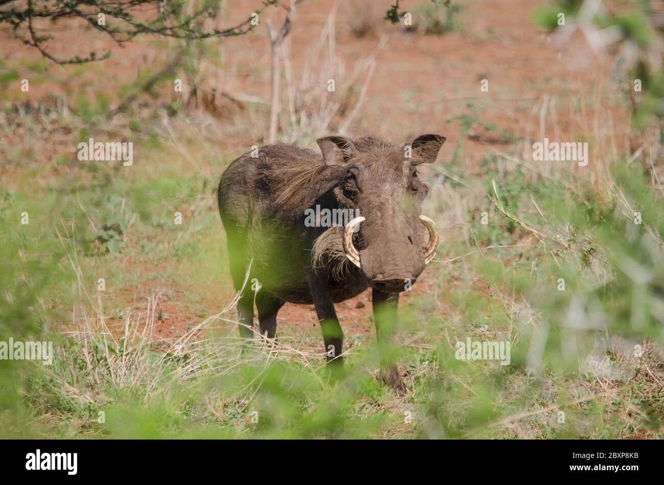 desert warthog (Phacochoerus aethiopicus) looking at camera during safari. Kruger park. South Africa. Stock Photo