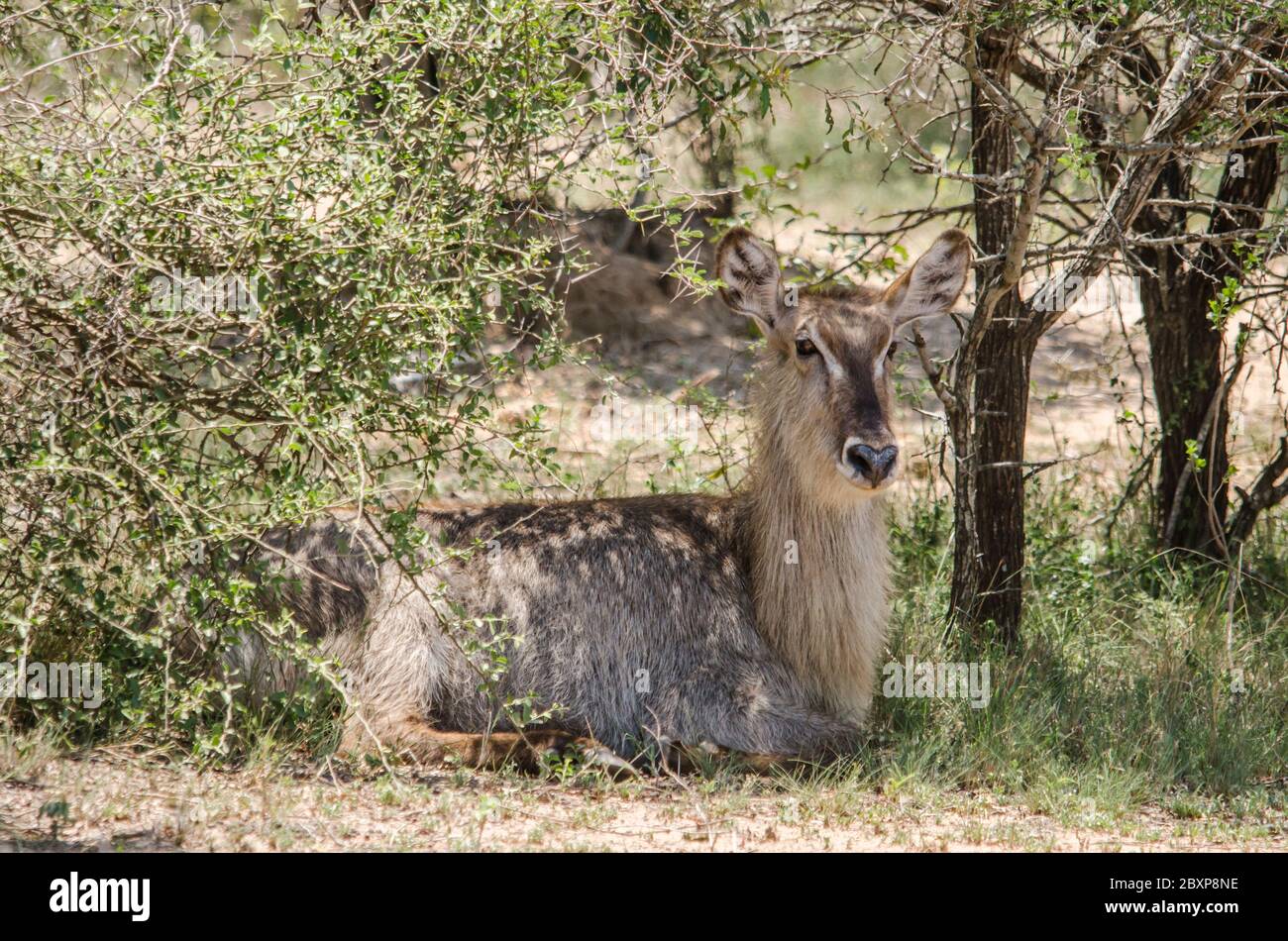A female waterbuck (Kobus ellipsiprymnus) resting in the shade of a bush, Kruger park. South Africa. Stock Photo