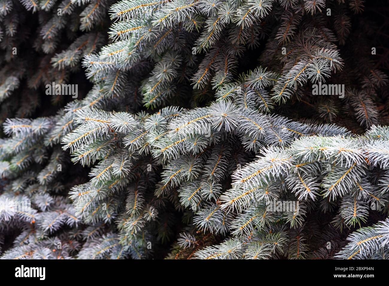 Silver pine tree, silver spruce pine, fir tree brunches closeup photo Stock Photo