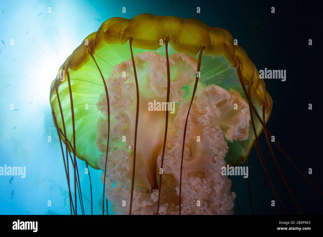 A colorful Giant sea nettle, Chrysaora fuscescens, swims slowly in the cold eastern Pacific waters that flow along the California coast. Stock Photo