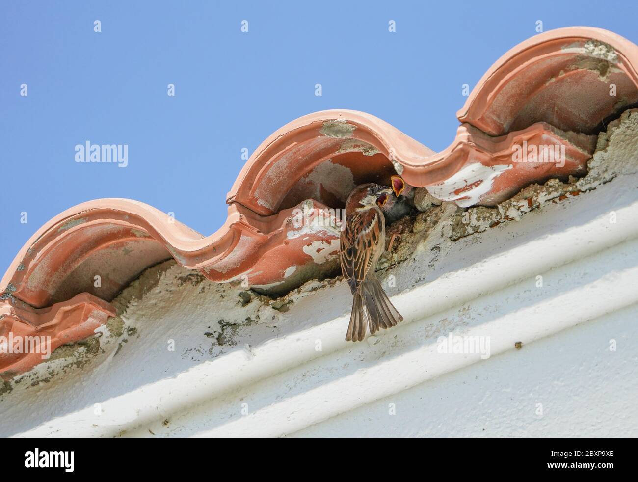 A male House sparrow is feeding its young at a nest build under a roof tile, Spain. Stock Photo