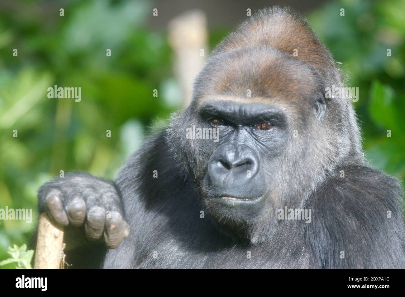 Western Lowland Gorillas Stock Photo