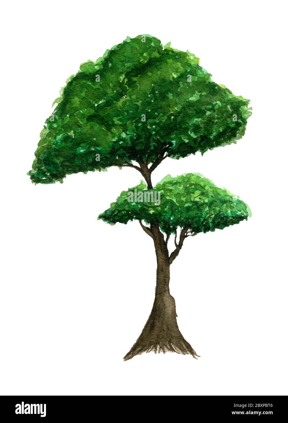 green tree isolated on white, watercolor illustration with simple green ...